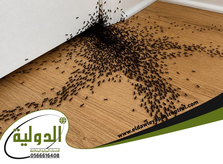شركة مكافحة حشرات حي الواحة 3 شركة مكافحة حشرات حي الواحة