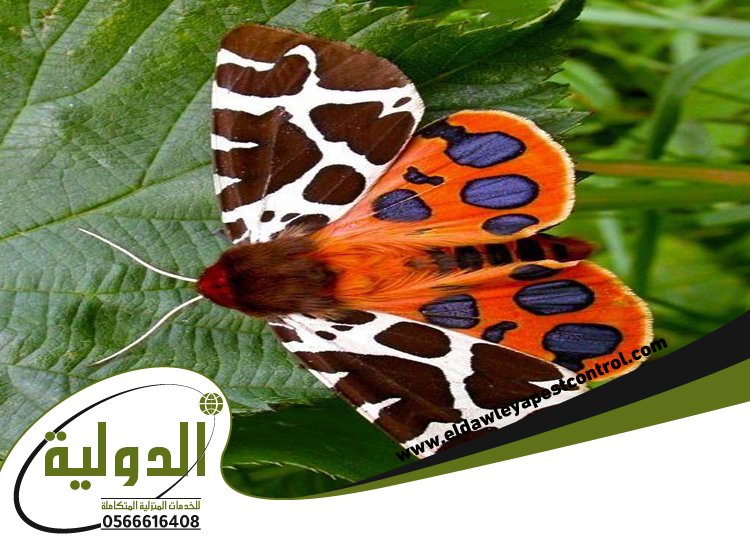 شركة مكافحة العته حي الصفا 1 خدمات المملكة