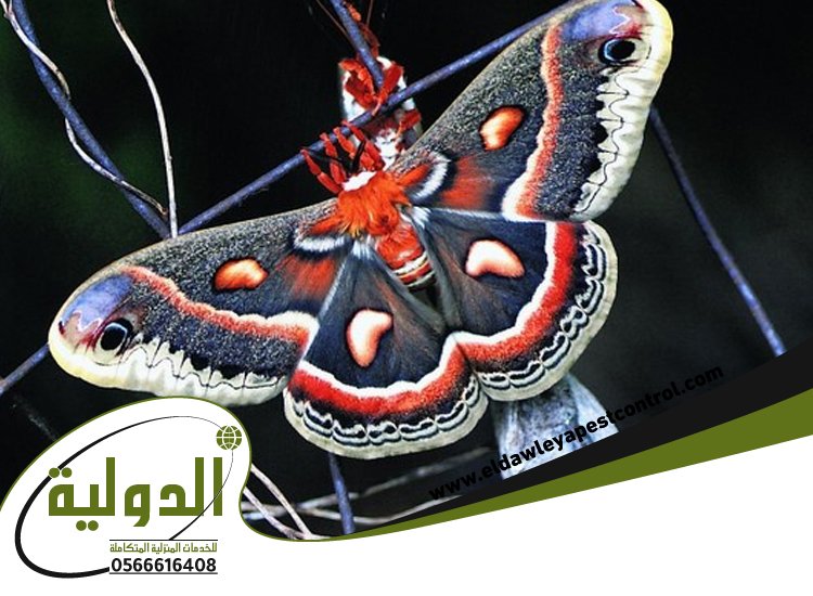 شركة مكافحة العته حي الصفا