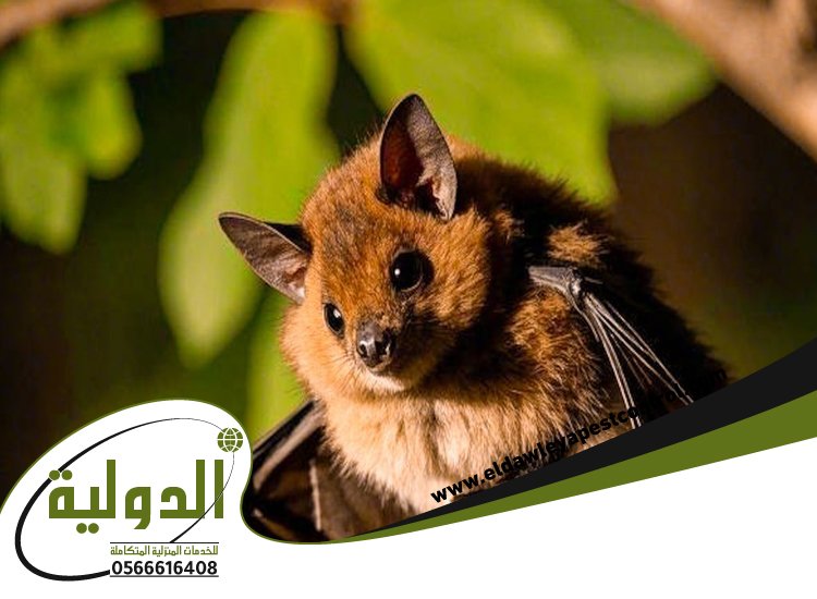 شركة مكافحة الخفافيش بمكة 2 شركة مكافحة الخفافيش بمكة