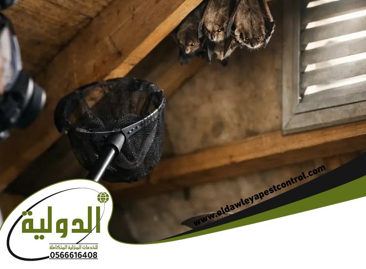 شركة مكافحة الخفافيش بخليص 2 شركة مكافحة الخفافيش بخليص