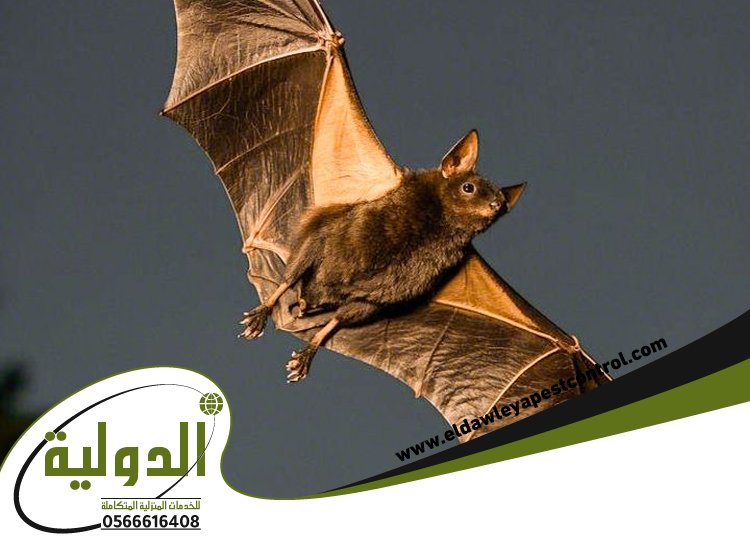 شركة مكافحة الخفافيش بمكة 3 شركة مكافحة الخفافيش بمكة