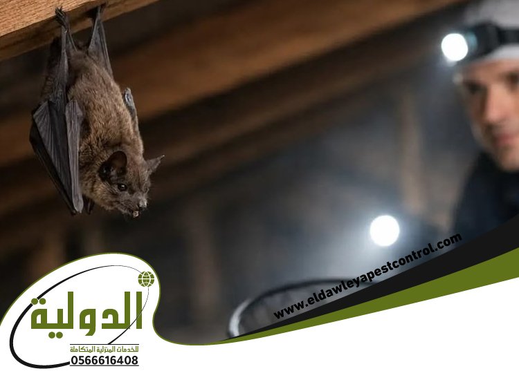 شركة مكافحة الخفافيش بالقنفذة