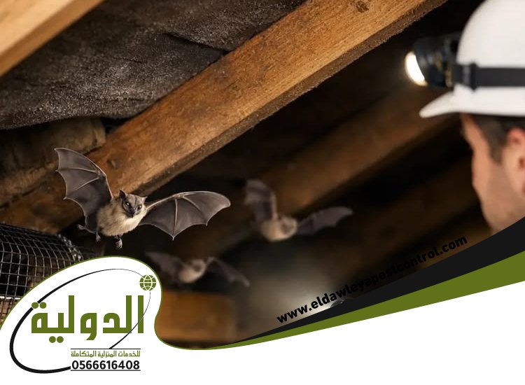 شركة مكافحة الخفافيش بالجموم 2 شركة مكافحة الخفافيش بالجموم