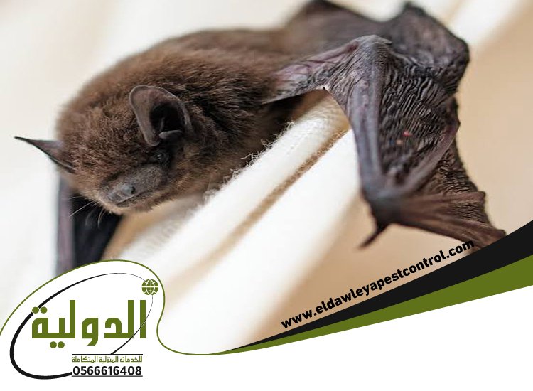 شركة مكافحة الخفافيش بعسفان 3 شركة مكافحة الخفافيش بعسفان