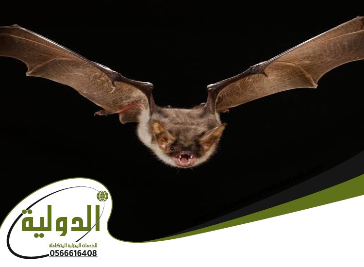 شركة مكافحة الخفافيش بعسفان 2 شركة مكافحة الخفافيش بعسفان