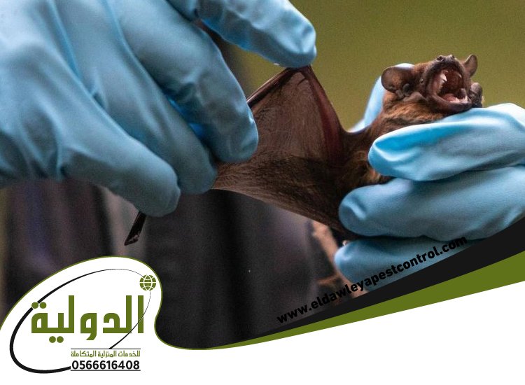 شركة مكافحة الخفافيش بالقنفذة
