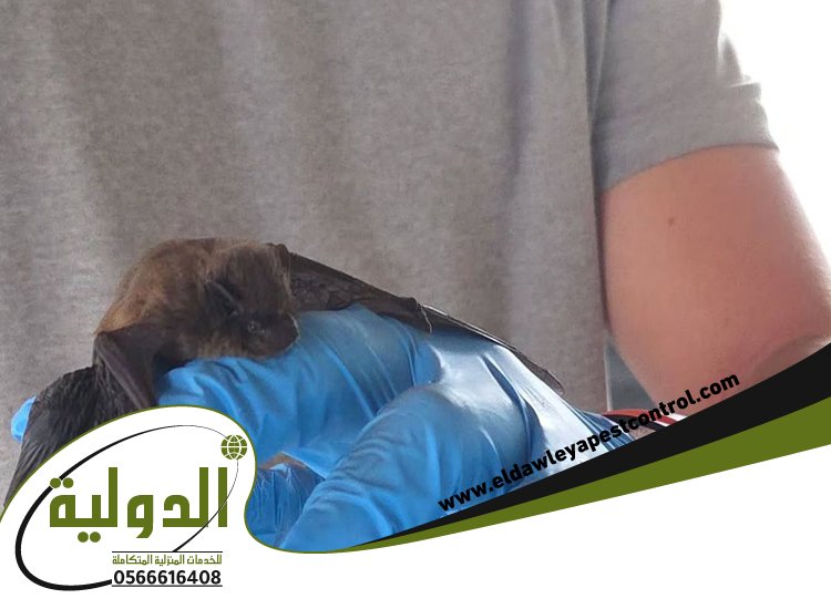 شركة مكافحة الخفافيش بالقنفذة