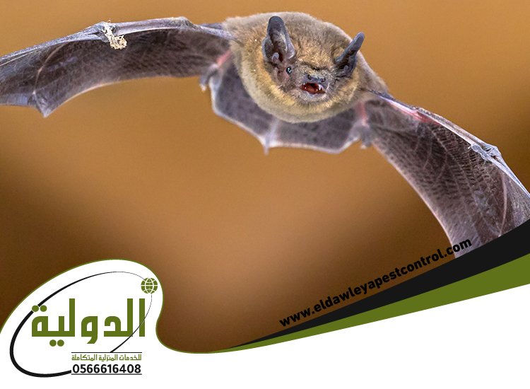 شركة مكافحة الخفافيش بالقنفذة