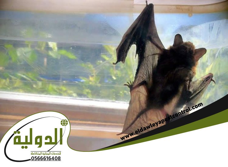 شركة مكافحة الخفافيش برابغ