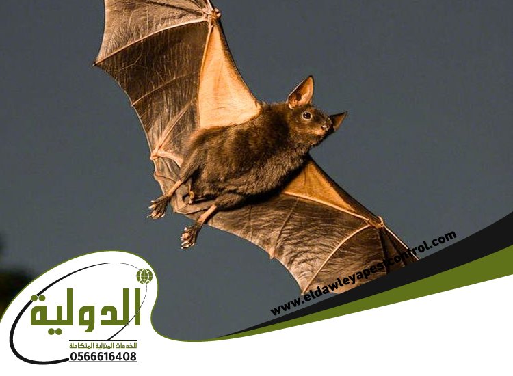شركة مكافحة الخفافيش برابغ
