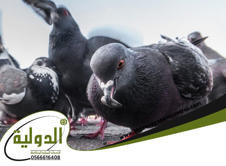 شركة طارد الحمام بجدة 4 شركة طارد الحمام بجدة