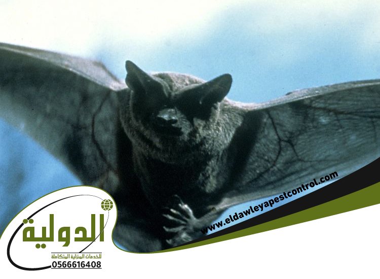 شركة مكافحة الخفافيش برابغ