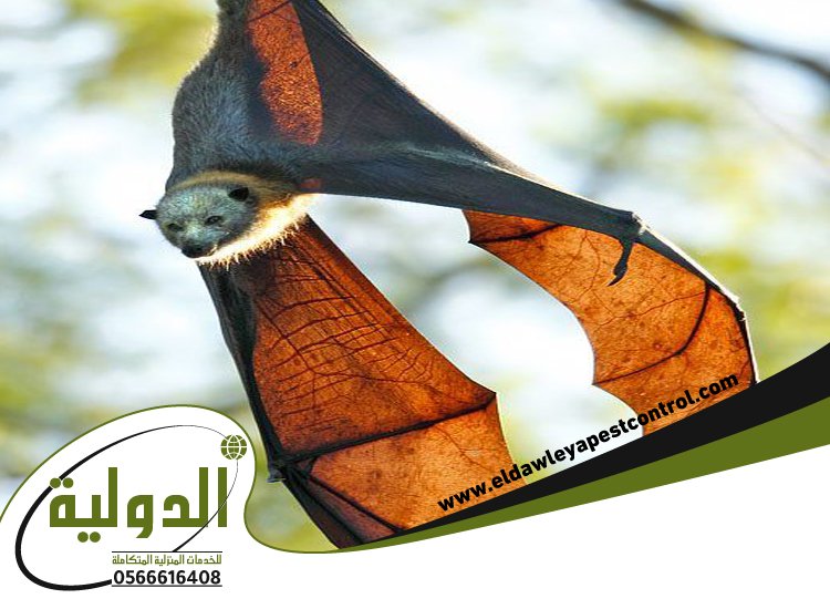 شركة مكافحة الخفافيش برابغ