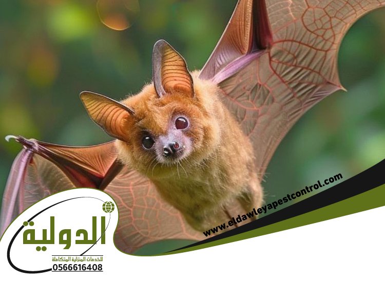 شركة مكافحة الخفافيش بالجموم 5 شركة مكافحة الخفافيش بالجموم