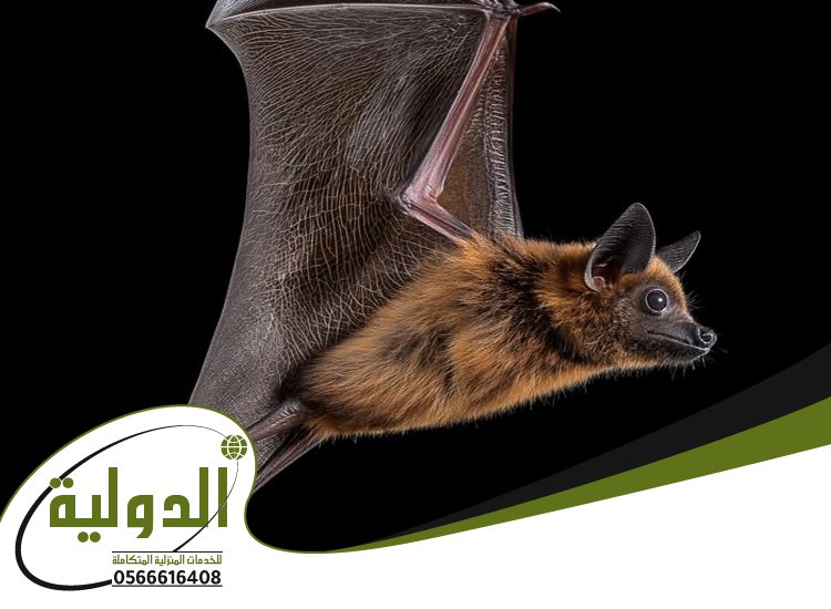 شركة مكافحة الخفافيش بالليث 5 شركة مكافحة الخفافيش بالليث