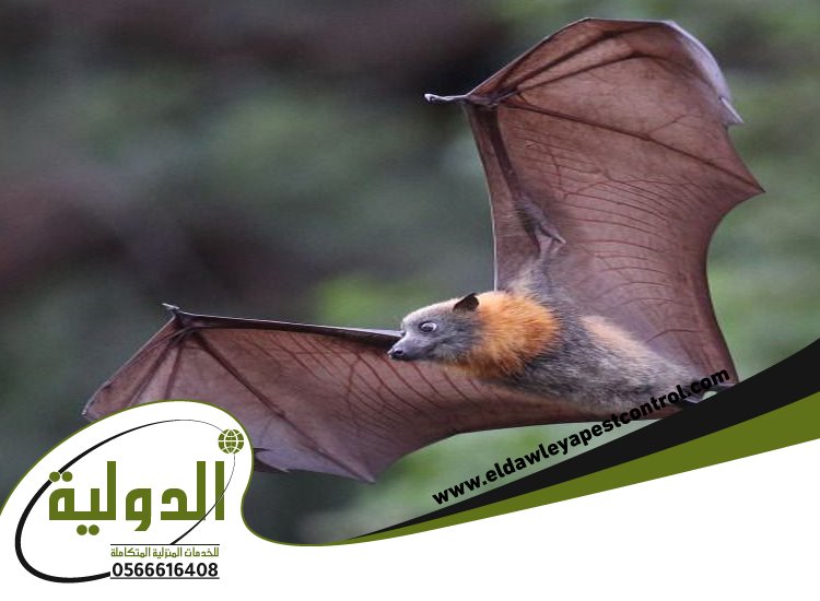 شركة مكافحة الخفافيش بالليث 2 شركة مكافحة الخفافيش بالليث