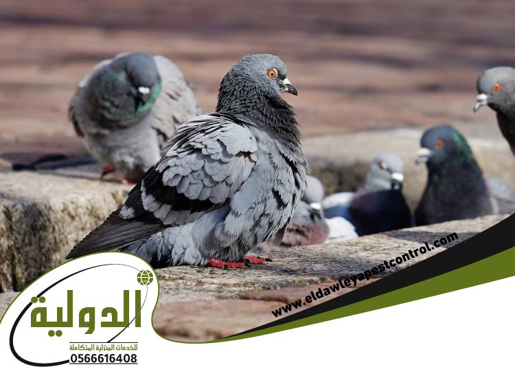 شركة طارد الحمام بجدة 3 شركة طارد الحمام بجدة