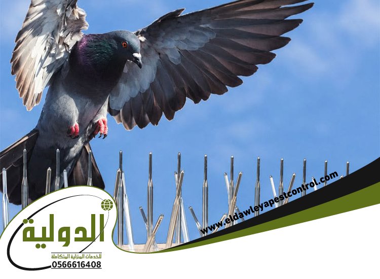 شركة طارد الحمام بجدة 5 شركة طارد الحمام بجدة
