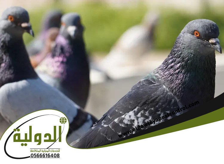 شركة طارد الحمام بجدة