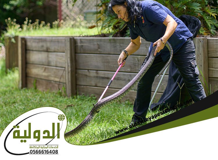 شركة مكافحة الثعابين بجدة 3 شركة مكافحة الثعابين بجدة