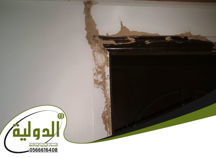 شركة مكافحة العتة بجدة 5 شركة مكافحة العتة بجدة