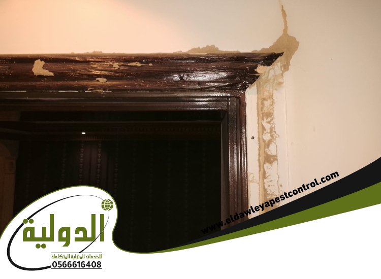 شركة مكافحة العتة بجدة 6 شركة مكافحة العتة بجدة