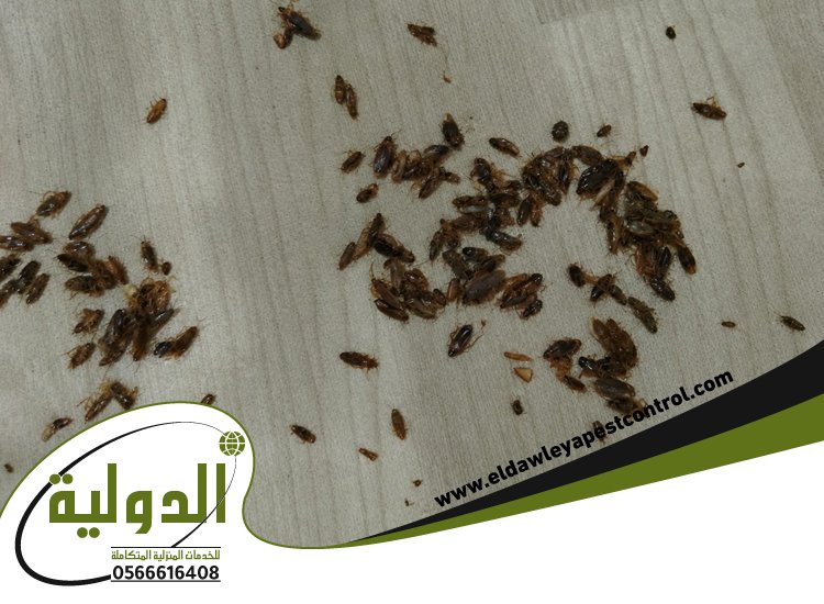 شركة مكافحة الصراصير بجدة 14 شركة مكافحة الصراصير بجدة