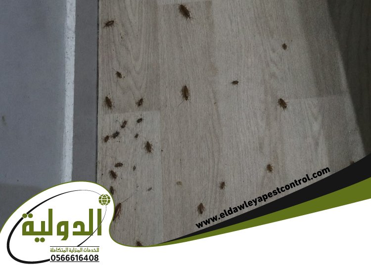 شركة مكافحة الصراصير بجدة 3 مكافحة الصراصير بجدة