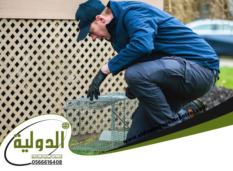 شركة مكافحة الفئران بجدة 4 شركة مكافحة الفئران بجدة