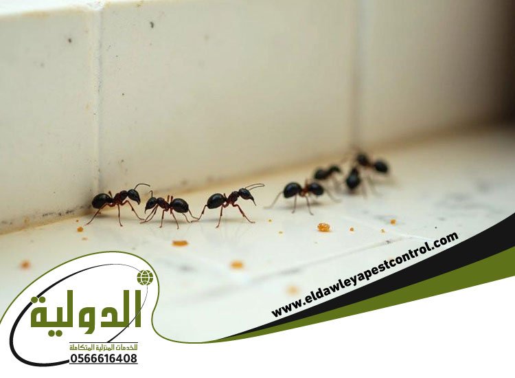 شركة مكافحة النمل الاسود بمكة 4 شركة مكافحة النمل الاسود بمكة
