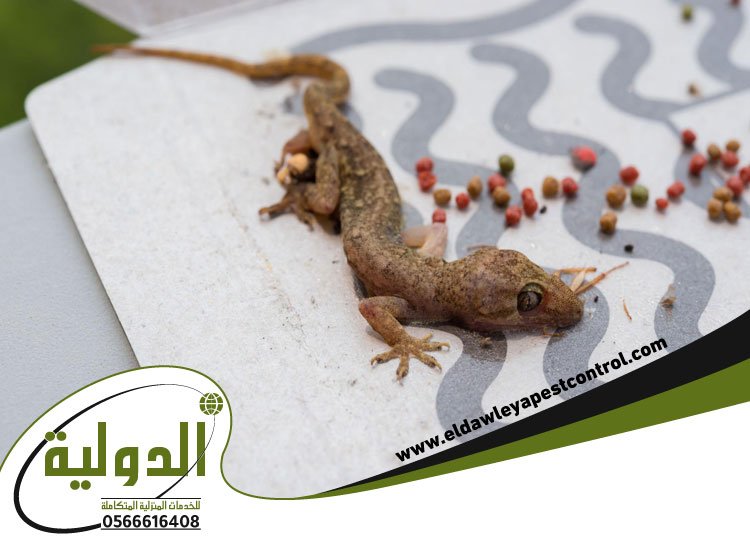 شركة مكافحة الوزغ بمكة 3 شركة مكافحة الوزغ