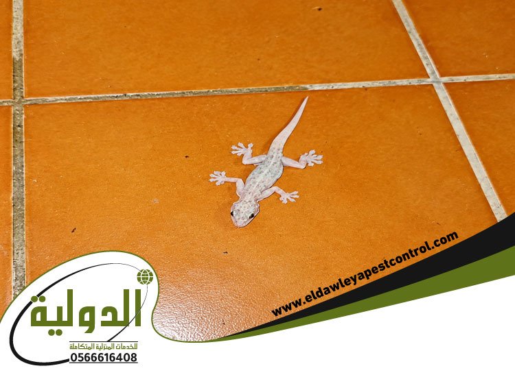 شركة مكافحة الوزغ بجدة 4 شركة مكافحة الوزغ بجدة