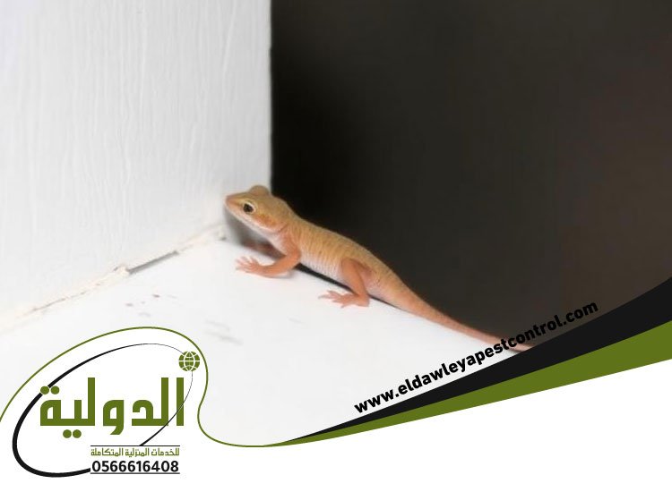 شركة مكافحة الوزغ بجدة 3 شركة مكافحة الوزغ بجدة