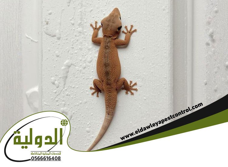 شركة مكافحة الوزغ بمكة 4 شركة مكافحة الوزغ